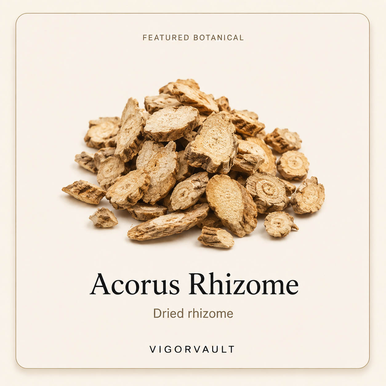 Acorus Rhizome