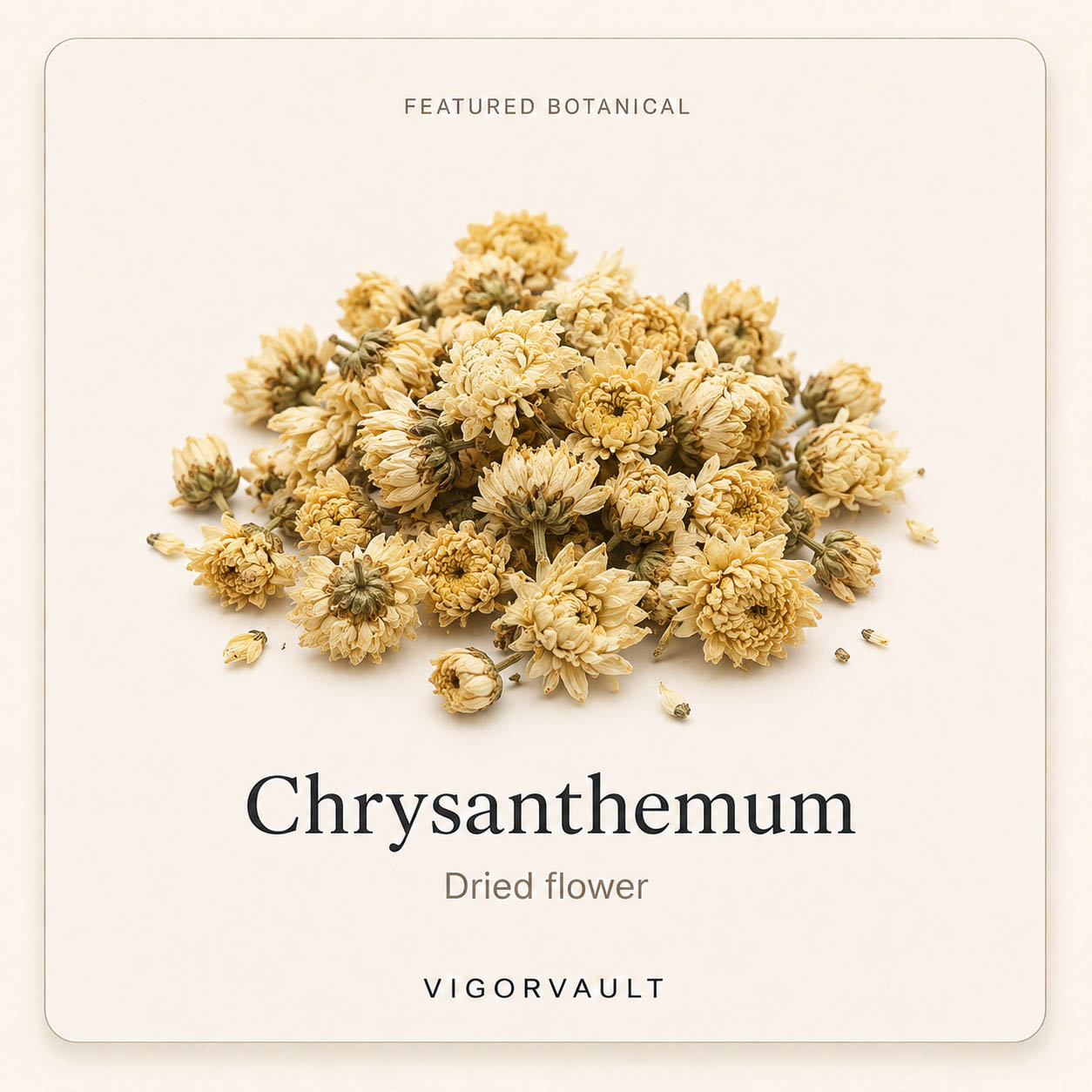 Chrysanthemum