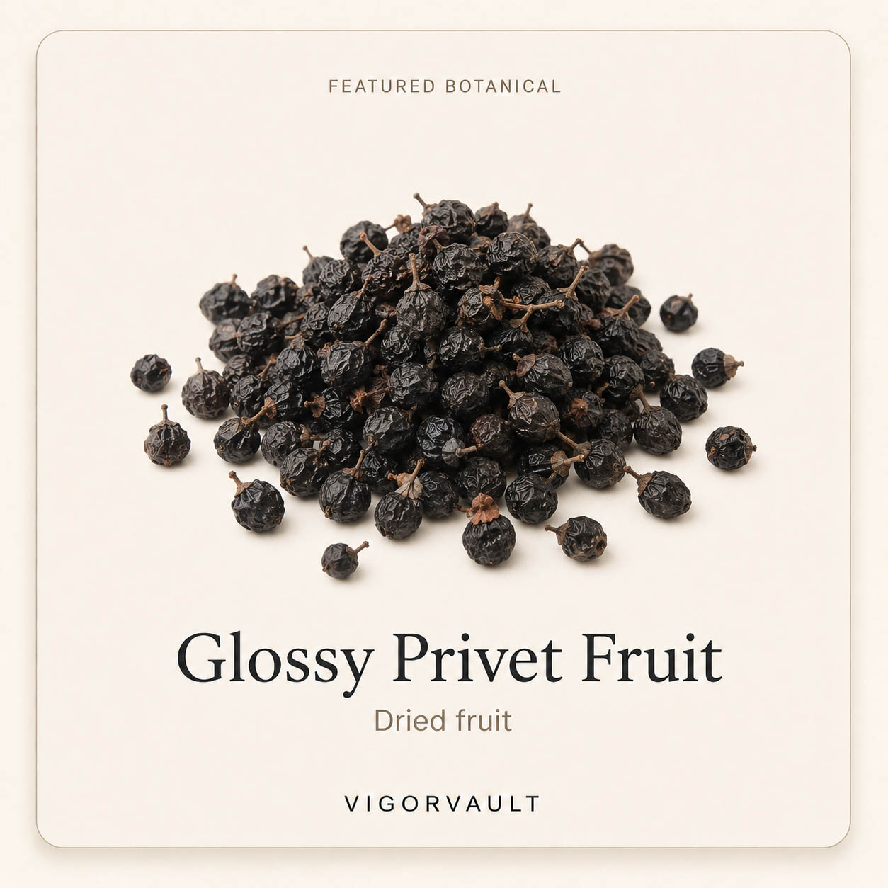 Glossy Privet Fruit