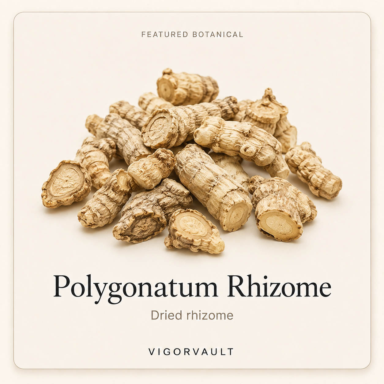 Polygonatum Rhizome