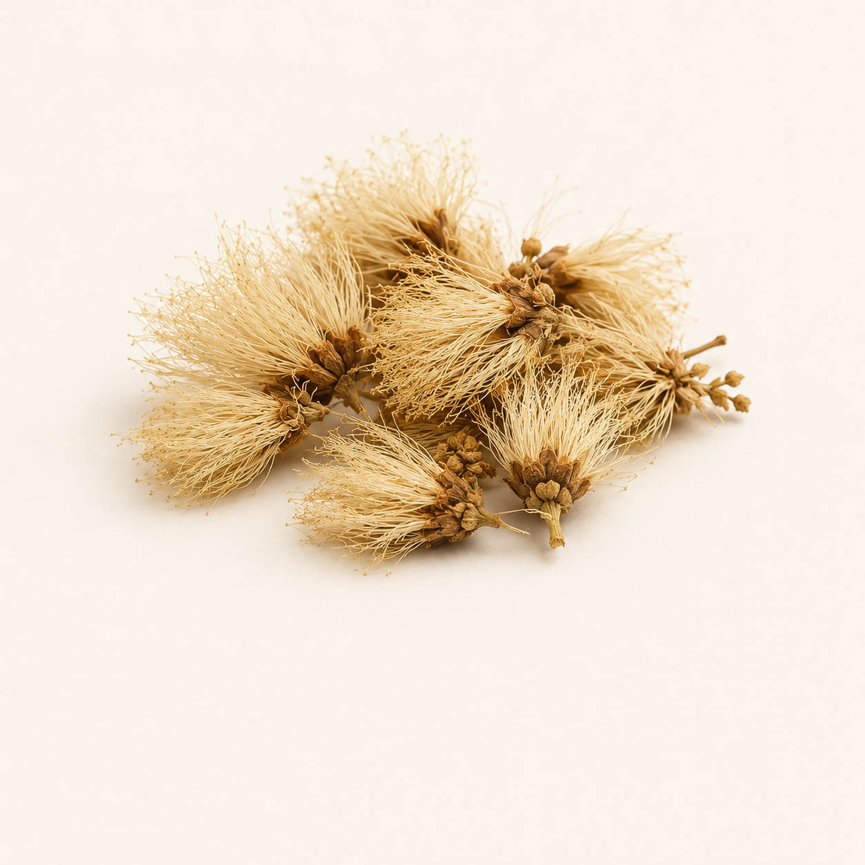 Albizia Flower