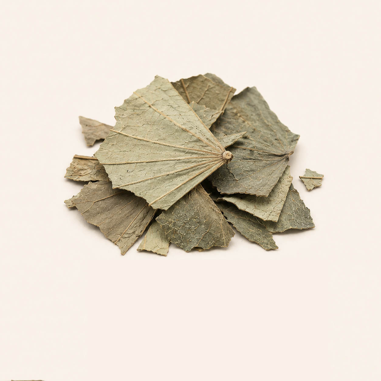 Lotus Leaf